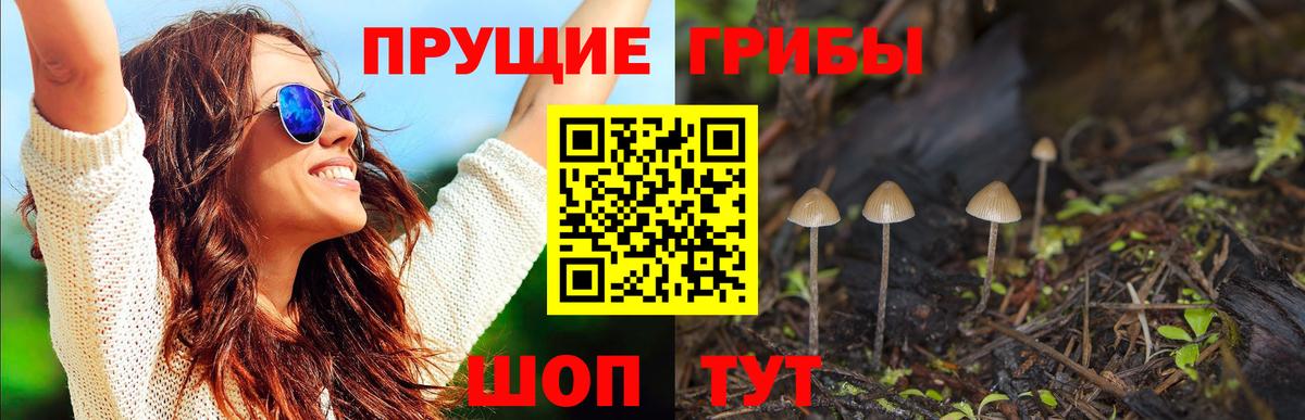 Псилоцибиновые грибы Psilocybine cubensis Нижний Новгород